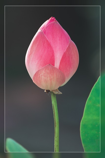 Lotus, Blume, Wallpaper, Hintergrund