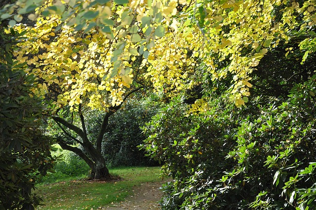 Free Fall Nature photo and picture
