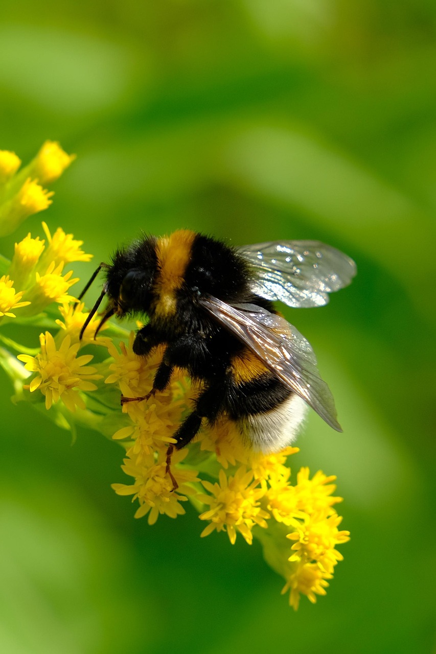 300 000 Free Bumblebee Wallpaper Bumblebee Images Pixabay