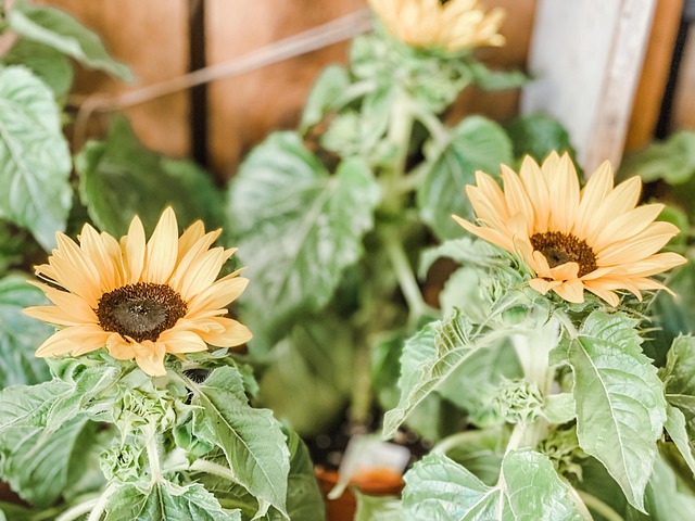 A Inflori, Natură, Plante, Bloom