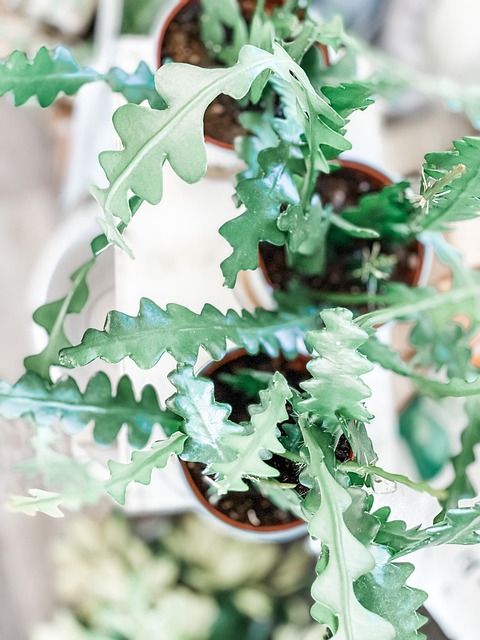 Cactus, Plante, Vegetaţie, Verde, Frunze