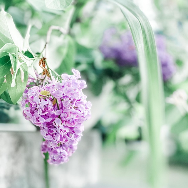 Liliac, Flori, Natură, Vară, Primăvară