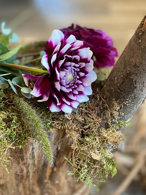 Bujori, Flori, A Inflori, Bloom, Natură