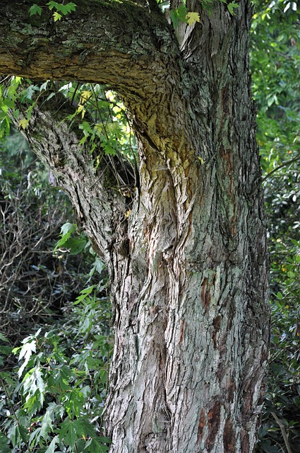 Free Tree Bark photo and picture