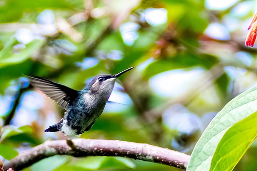 Cuba, Matanzas, Cienaga De Zapata