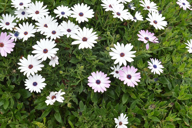 Afrikanische Gänseblümchen, Blumen