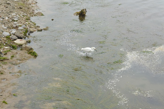Meer, Tiere, Landschaft, Fauna, Marina