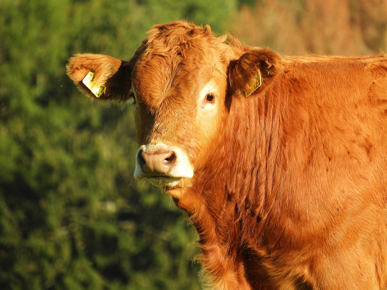 Vache Du Boeuf B uf Limousin Photo Gratuite Sur Pixabay Vache Du Boeuf B uf Limousin Photo Gratuite Sur Pixabay
