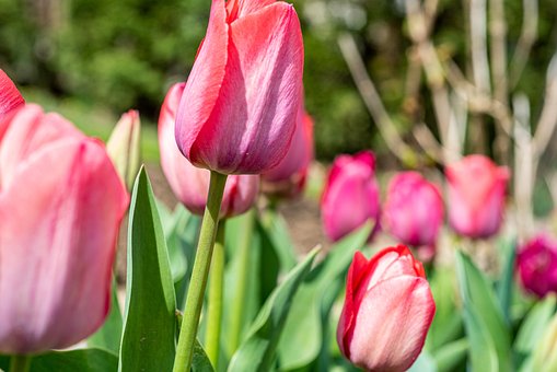Tulipan, Blomster, Forår, Have, Natur