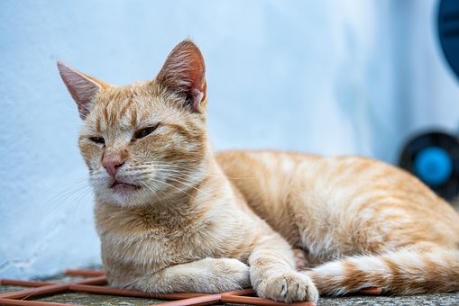 Kat, Feline, Kitty, Dyr, Kæledyr, Sød