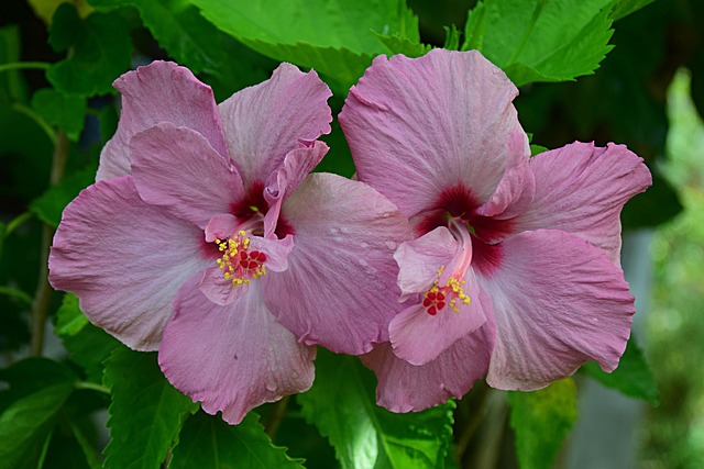 Page 30 - 4,000+ Free Hibiscus & Nature Images - Pixabay