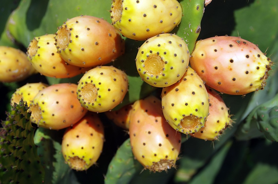 Oriental Prickly Pear Glochids - Free photo on Pixabay