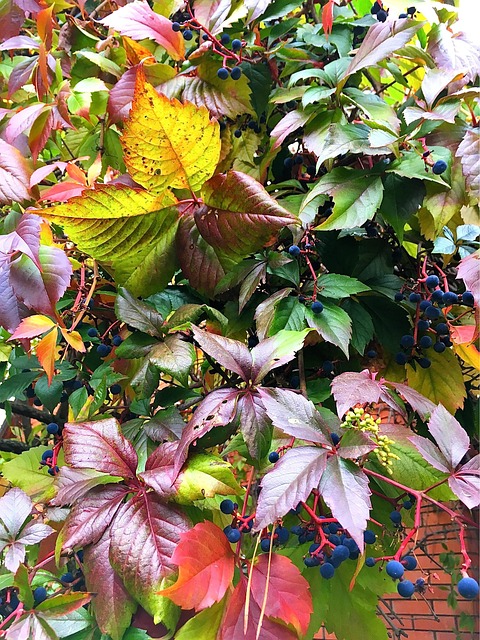 Free Autumn Nature photo and picture
