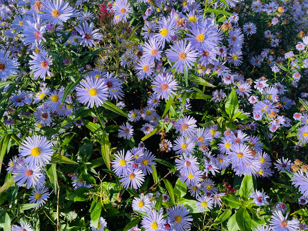 盛开 开花 自然 - Pixabay上的免费照片 - Pixabay