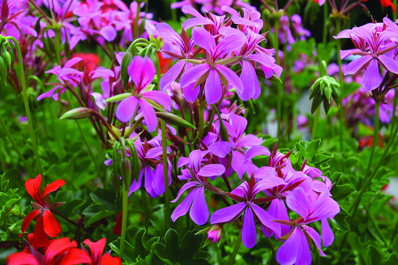 Pinke Blumen Namen