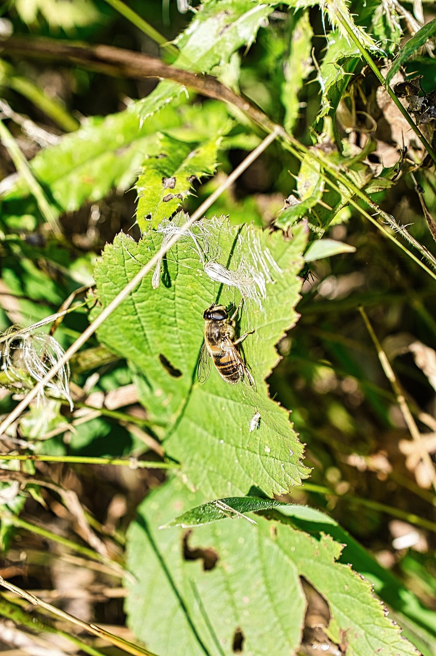 Light Bee Insect Bee Insect Leaves Winged - Free photo on Pixabay - Pixabay