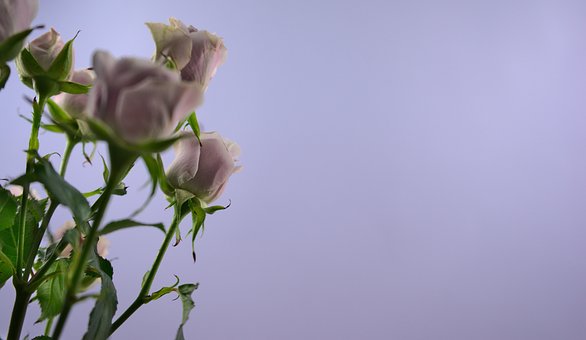 Blomster, Rose, Blomstre, Blomst