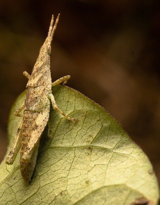 Bug Inseto Insect Bug Entomology - Free photo on Pixabay