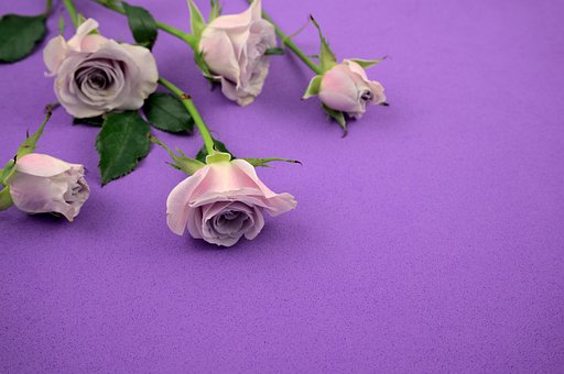 Blomster, Roser, Blomstre, Blomst