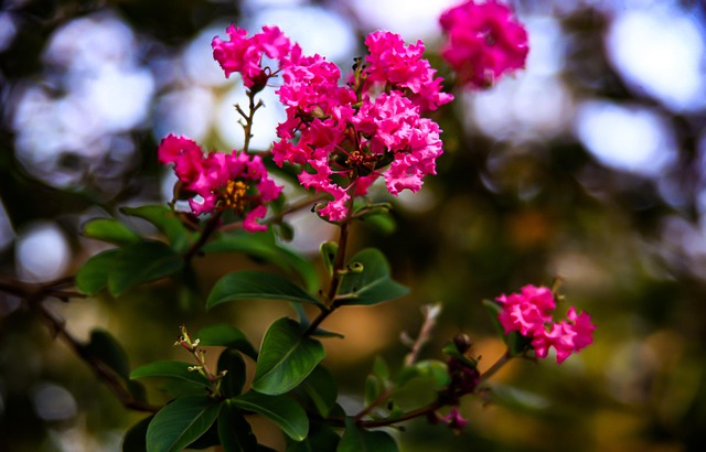 Free Flowers Bloom photo and picture