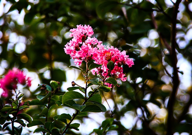 Free Flowers Bloom photo and picture