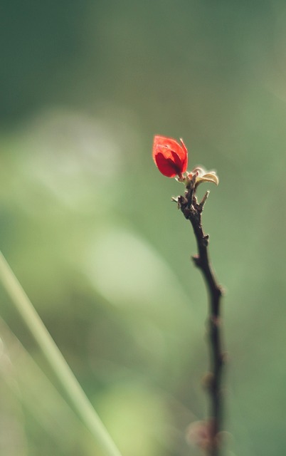 Free Flower Petals photo and picture