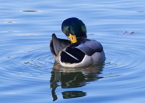 Free Mallard Duck photo and picture