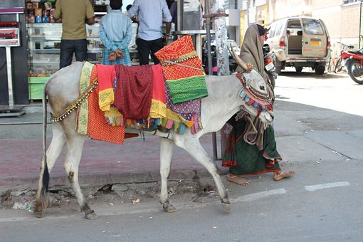 Free Cow Woman photo and picture