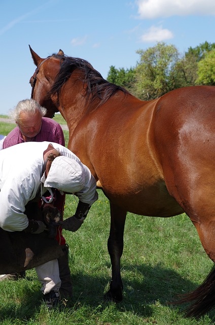 Hestpleje, Hest, Staldmand, Ranch