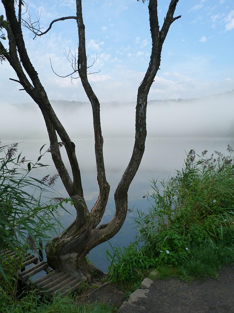 Free Nature Tree photo and picture