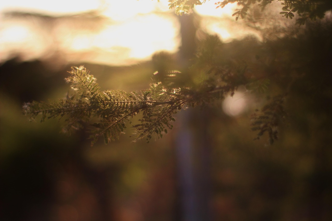 枝杈 自然 植物学 - Pixabay上的免费照片 - Pixabay