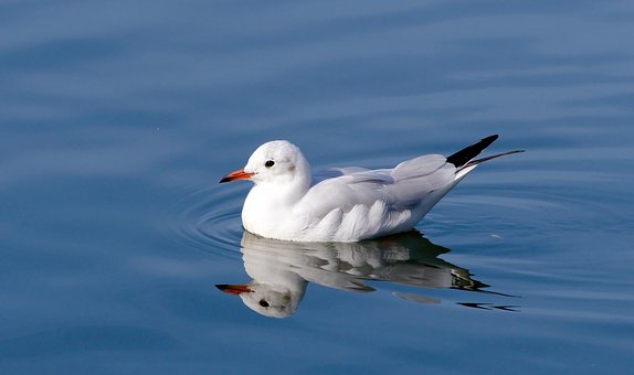 Free Seagull Bird photo and picture