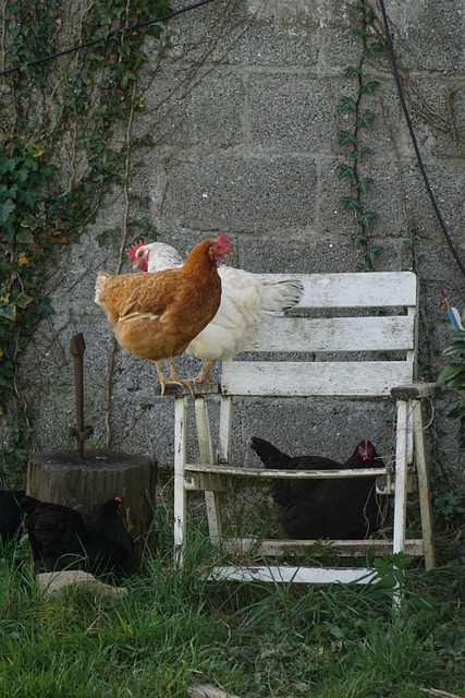 Free Chickens Hens photo and picture