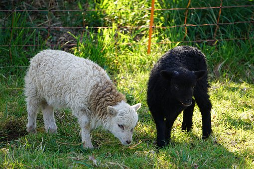 Free Sheep Lamb photo and picture