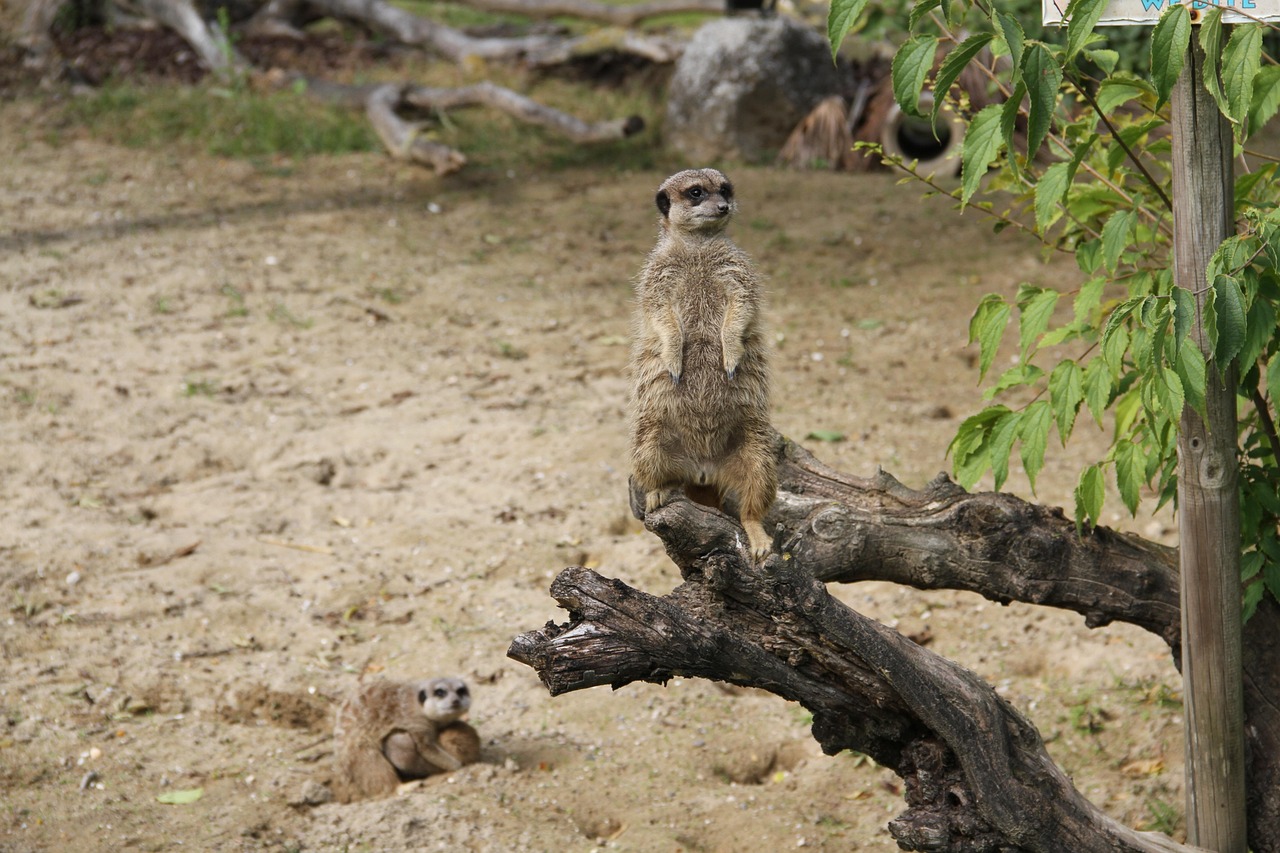 Animal Suricata Mangosta Fauna Foto gratis en Pixabay Pixabay
