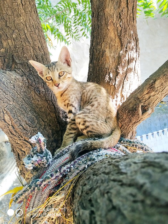 Best Kitten Photo For Free - Free photo on Pixabay