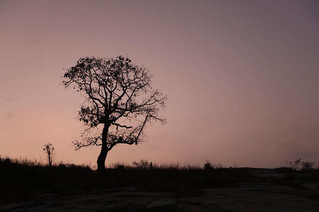 Free Sunrise Tree photo and picture