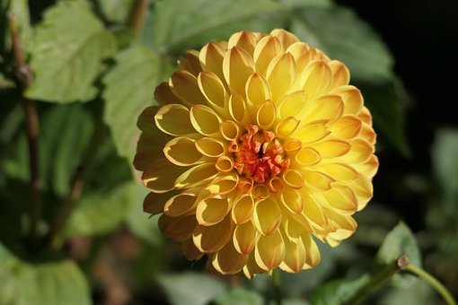 Free Dahlia Flower photo and picture