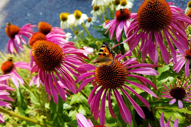 Coneflowers Púrpura, Flores, Mariposa