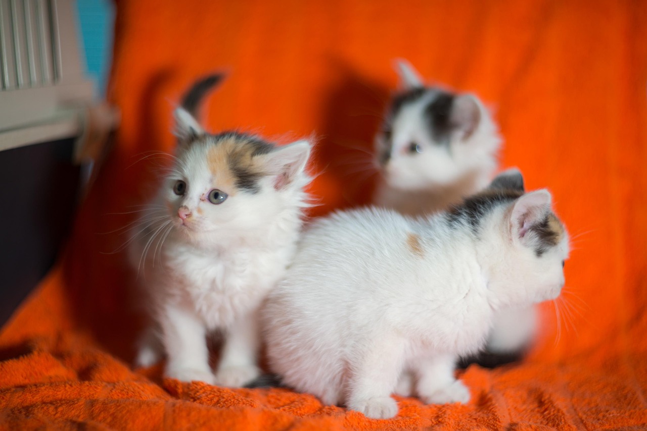 子猫 猫 フィード広告 - Pixabayの無料写真 - Pixabay