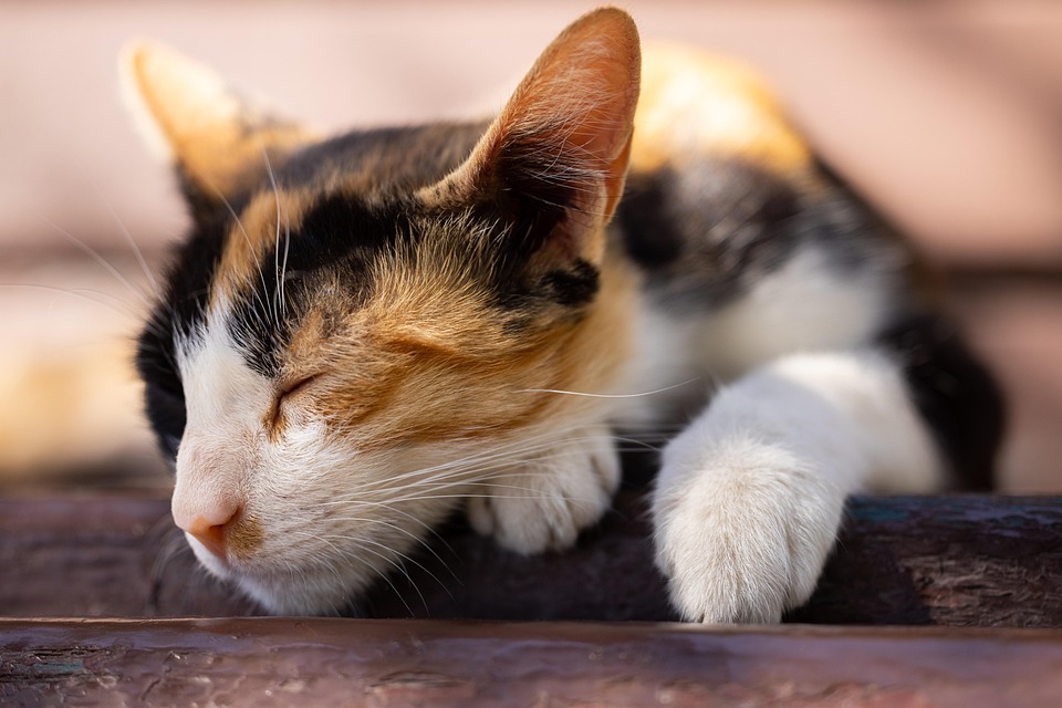 猫 宠物 猫科动物 - Pixabay上的免费照片 - Pixabay