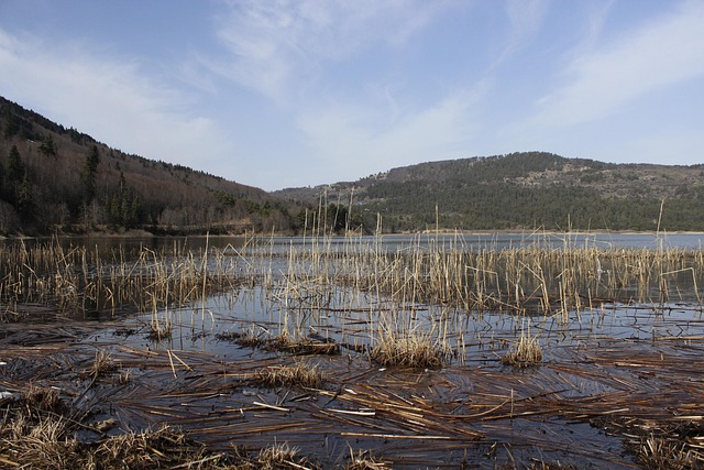Free Mountain Reeds photo and picture