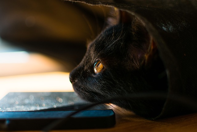 Free Cat Pet photo and picture
