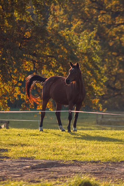 Free Horse Animal photo and picture