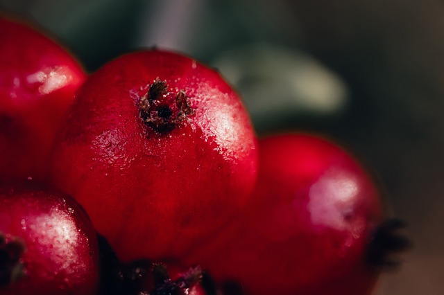 Bagas, Fruta, Lingonberry, Oxicoco