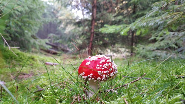 Free Mushroom Wood photo and picture