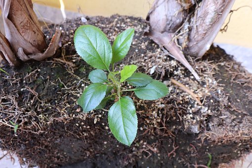 Free Nature Plant photo and picture