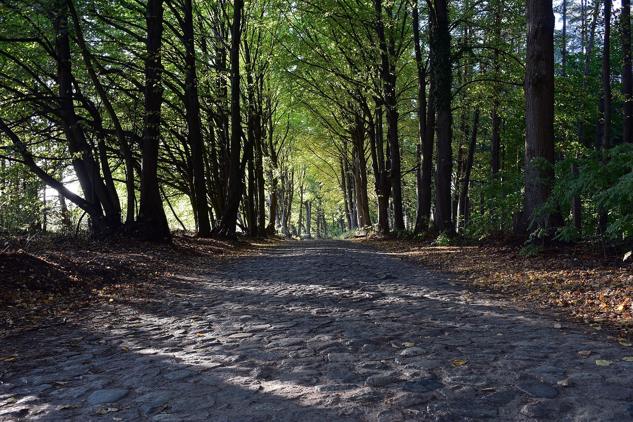 Árboles Naturaleza Sendero - Foto gratis en Pixabay - Pixabay