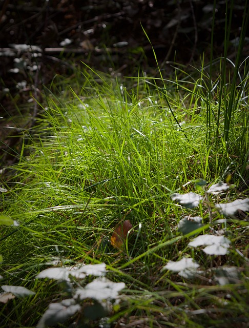 Free Grass Woods photo and picture