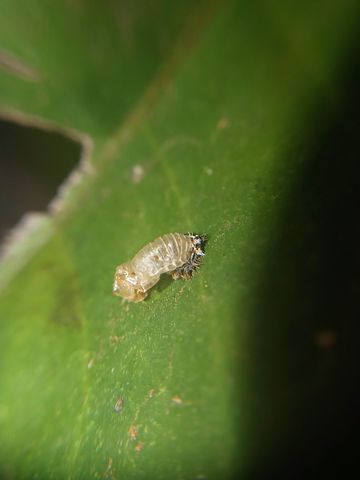 90+ Free Pupa & Cocoon Images - Pixabay